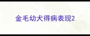金毛幼犬得病表现