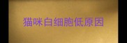 猫咪白细胞低原因