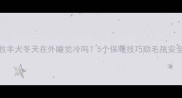 边境牧羊犬冬天在外睡觉冷吗5个保暖技巧助毛孩安全过冬