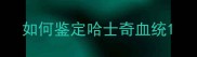 如何鉴定哈士奇血统
