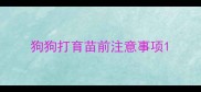 狗狗打育苗前注意事项