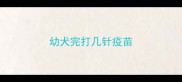 幼犬完打几针疫苗