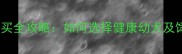 拉布拉多犬购买全攻略如何选择健康幼犬及饲养注意事项