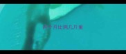 两个月比熊几斤重
