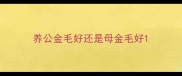 养公金毛好还是母金毛好