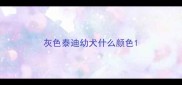 灰色泰迪幼犬什么颜色