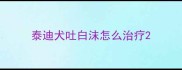 泰迪犬吐白沫怎么治疗