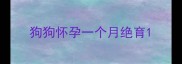 狗狗怀孕一个月绝育