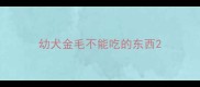 幼犬金毛不能吃的东西