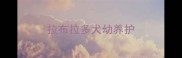 拉布拉多犬幼养护
