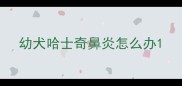 幼犬哈士奇鼻炎怎么办