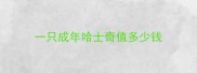 一只成年哈士奇值多少钱