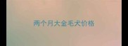 两个月大金毛犬价格