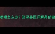 哈士奇鼻子干喷嚏怎么办资深兽医详解鼻部健康养护全攻略