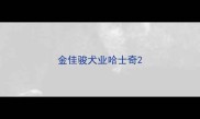 金佳骏犬业哈士奇