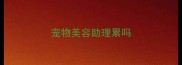 宠物美容助理累吗