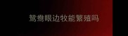 鸳鸯眼边牧能繁殖吗