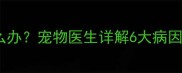 小狗不吃不喝怎么办宠物医生详解6大病因及紧急处理指南