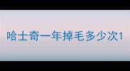 哈士奇一年掉毛多少次