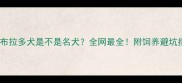 拉布拉多犬是不是名犬全网最全附饲养避坑指南