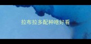 拉布拉多配种啥好看