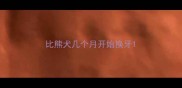 比熊犬几个月开始换牙