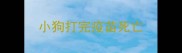 小狗打完疫苗死亡