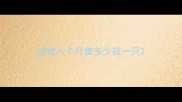 边牧八个月值多少钱一只