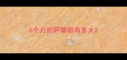6个月的萨摩耶有多大