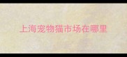 上海宠物猫市场在哪里