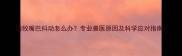 边牧嘴巴抖动怎么办专业兽医原因及科学应对指南