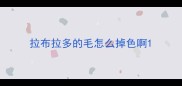 拉布拉多的毛怎么掉色啊