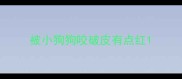 被小狗狗咬破皮有点红