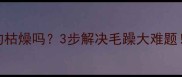 陨石边牧毛真的枯燥吗3步解决毛躁大难题附护理全攻略