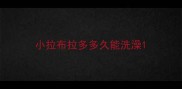 小拉布拉多多久能洗澡
