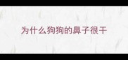 为什么狗狗的鼻子很干