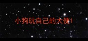 小狗玩自己的大便