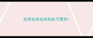 拉布拉多幼犬拉肚子黑色