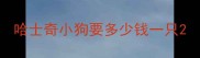 哈士奇小狗要多少钱一只