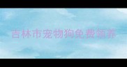 吉林市宠物狗免费领养