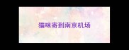 猫咪寄到南京机场