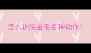 怎么训练金毛各种动作