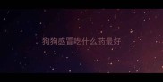 狗狗感冒吃什么药最好