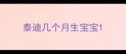 泰迪几个月生宝宝