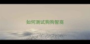 如何测试狗狗智商