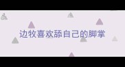 边牧喜欢舔自己的脚掌