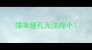 猫咪瞳孔无法缩小