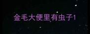 金毛大便里有虫子