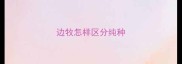 边牧怎样区分纯种