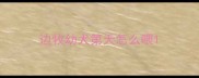 边牧幼犬第天怎么喂